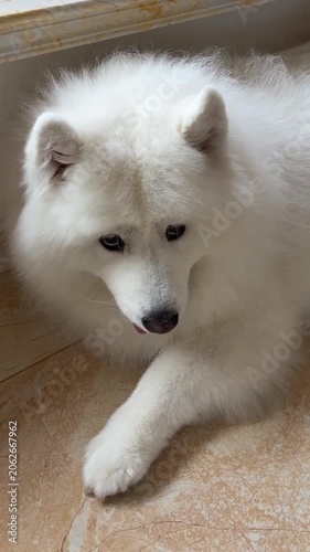 Cute white Samoyed dog relaxing on tile floor indoor 