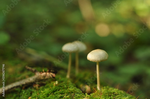 Schilderij op canvas A close-up horizontal shot of two small, white textured puffball mushrooms growing on the dark forest floor, surrounded by green clover sprouts and dry autumn leaves with a soft blurred background