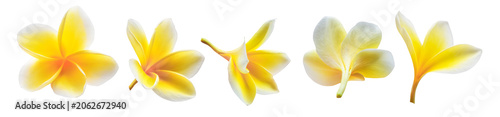 Cuadro en lienzo Collection of tropical yellow plumeria flowers isolated on transparent background