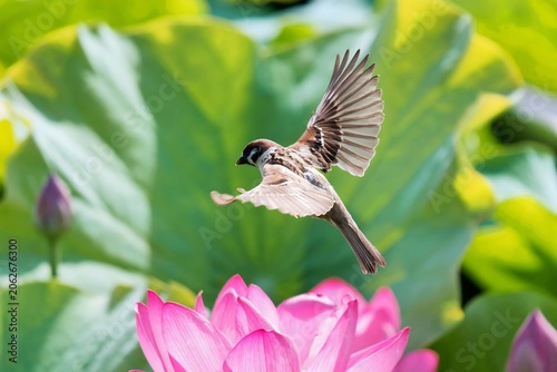 Sparrow flying over pink lotus flower in lush green garden