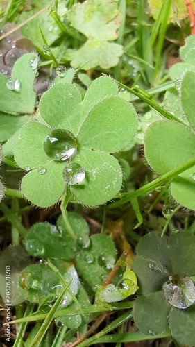 4K vertical slow‑motion macro shot sliding sideways across clover leaves with round rain droplets