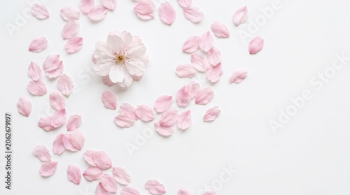 Beautiful pink cherry blossom flower with scattered petals isolated on white background