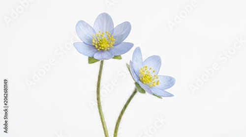 Two delicate blue hepatica flowers with hairy stems isolated on white background