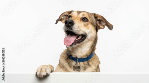 Happy dog with a blue collar isolated on white background