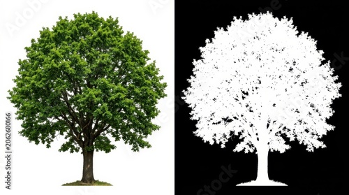 Large green oak tree isolated on white background