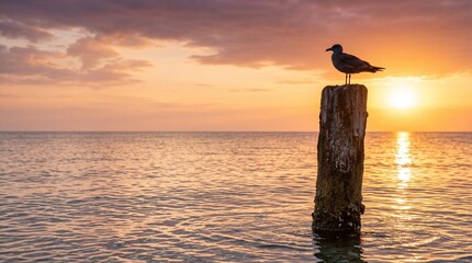 Seagull perched on wooden post at sunrise over the ocean  
