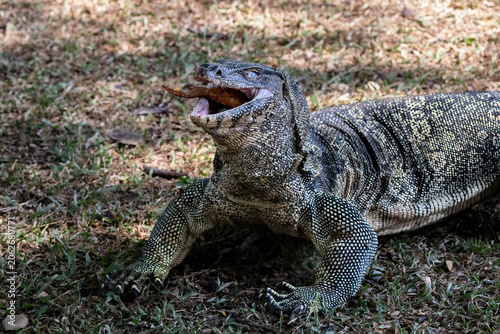 Photography Asian Water Monitor lizard (Varanus salvator) eating in Lumphini Park, downtown Bangkok