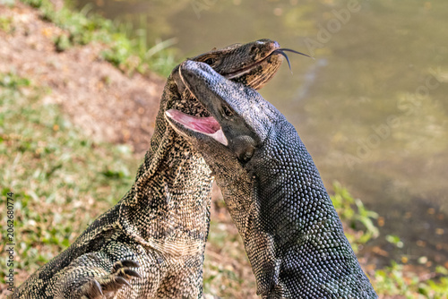 Pair of asian Water Monitor lizards (Varanus salvator) in Lumphini Park, downtown Bangkok. On hind legs, fighing over piece of meat. One has mouth open, one tongue extended. 
