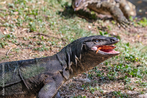 Asian Water Monitor lizard (Varanus salvator) eating in Lumphini Park, downtown Bangkok. Mouth open, meat between its jaws.
