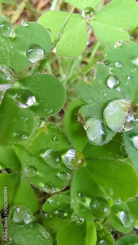 4K vertical slow‑motion macro shot of vibrant green clover leaves with round rain droplets