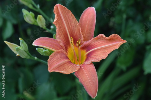 pink lily in the garden