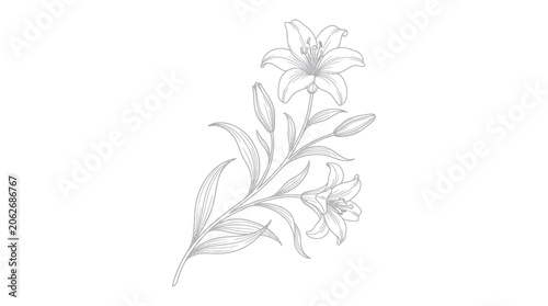 Tableau sur toile Lily flower branch with blooming petals and buds line art
