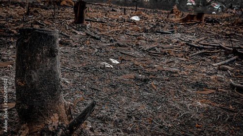 Obraz na plátne Close-up of charred wood logs and black ash on the ground after a devastating fo