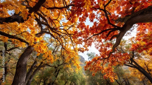 Autumn Forest Canopy Transitioning with Changing Colors and Vibrant Foliage in a Serene Environment