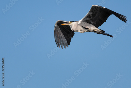 Εκτύπωση καμβά Garza ardea cinerea con espacio negativo y fondo liso de cielo azul, Beniarres,