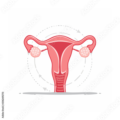 Red anatomical diagram of female reproductive system