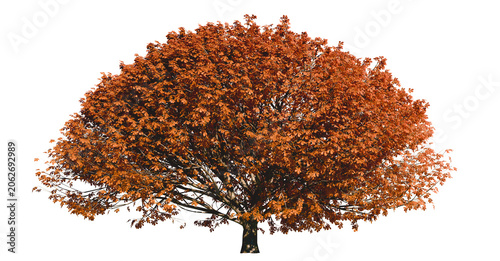 Isolated tree with transparent background. Asculus hippocastanum or the horse chestnut. Autumn version.