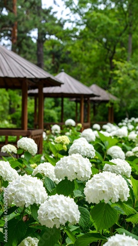 Wooden pavilions and white hydrangeas