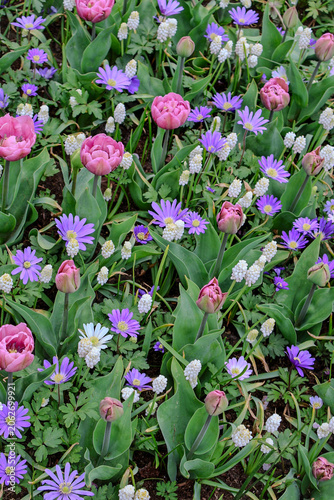 Beautiful spring flower bed filled with colorful pink tulips, purple asters, and white daisies in a lush green garden. 