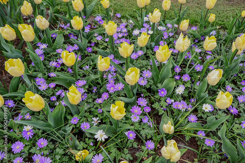  Beautiful spring flower bed with yellow tulips and small purple flowers in the garden  yellow and purple tulips