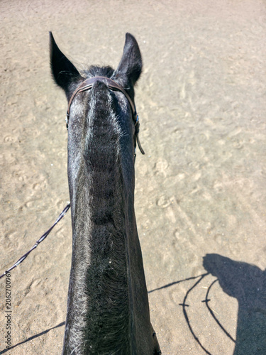 Fotografía Rider perspective from the saddle looking at horse ears and sandy ground