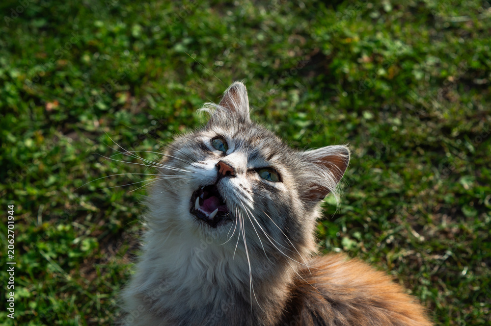 Obraz premium cat on grass