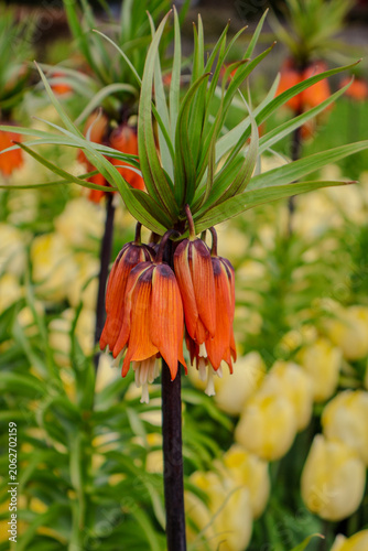 Imperial grouse (Kaiserkrone), particularly the variety 'Rubra Maxima' or 'Orange Beauty', which is known for its large orange-red flowers.. close-up.  .