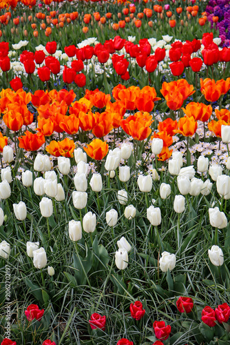 Beautiful field of blooming tulips in white, orange and red stripes in springtime.   Vibrant rows of colorful tulips in full bloom on a sunny spring day .
