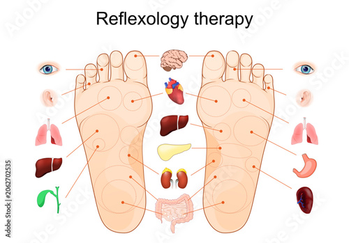 Foot reflexology chart. Pressure point, organ mapping and zone therapy. human feet and soles. Map for foot acupressure therapy. Alternative medicine