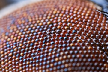 Extreme close-up macro shot of iridescent scales on a reptile's skin, showing intricate patterns and textures.