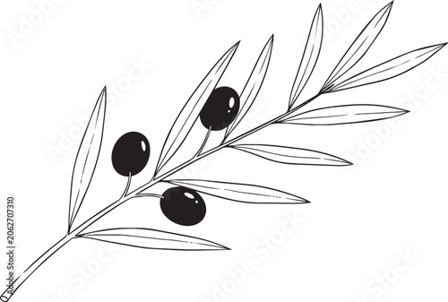 Cuadro en lienzo Black olives on green olive branch leaves isolated on white background green oli