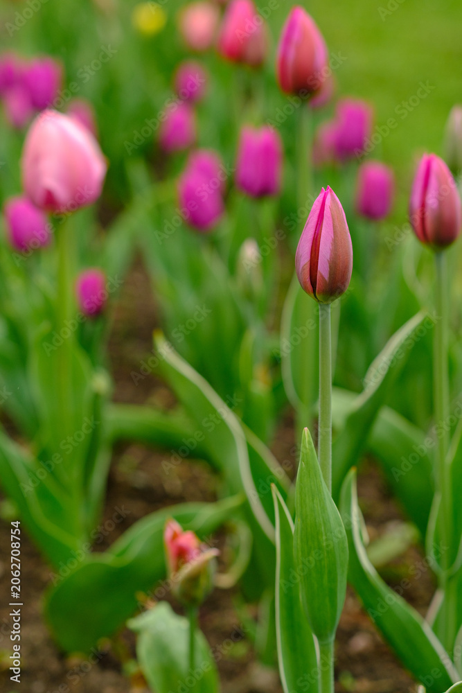 Fototapeta premium Pink tulips at different blooming stages surrounded by green leaves in a garden, showcasing vibrant colors and natural growth in spring
