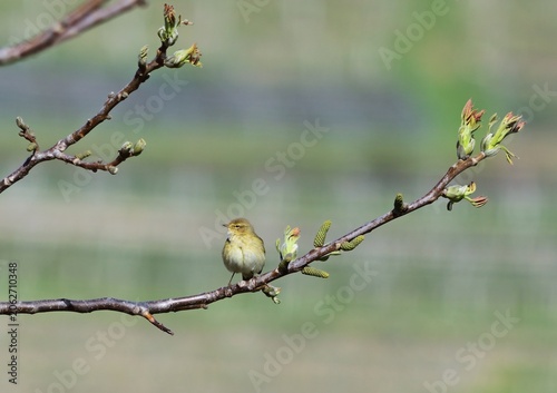 Zilpzalp (Phylloscopus collybita) in der Wachau im Frühling