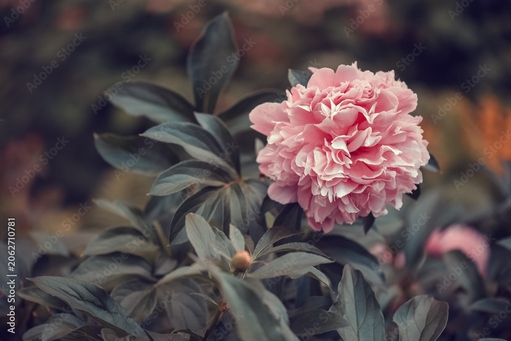 Fototapeta premium Pink peony in the garden with vintage toning, selective focus, copy space.