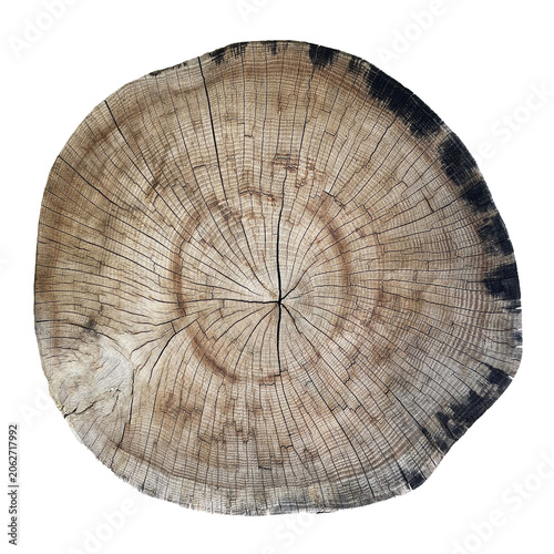 Brown wood stump cross section with dark bark edge PNG transparent background