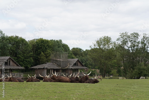 Photography Wild Animals on African Savanna During Safari Tour