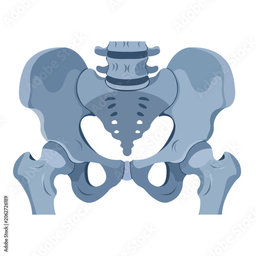 Anatomical illustration of a human pelvis isolated on white background