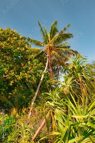 A striking serene view of a palm tree with vibrant green leaves against a clear blue sky, capturing the essence of tropical beauty on a hot sunny day. 