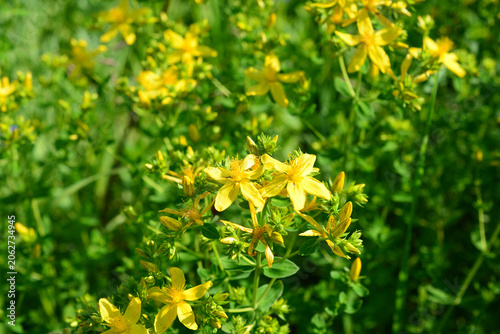 St. John's Wort Flowers in a green Field with sunlight