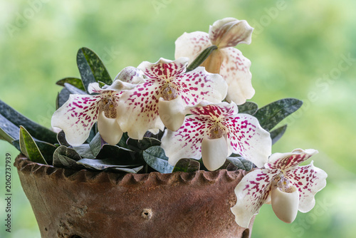 Closeup view of flowers of paphiopedilum godefroyae var leucochilum tropical lady slipper orchid species isolated outdoors on natural background