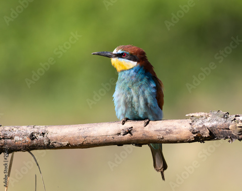 Obraz na plátne European bee-eater (Merops apiaster) perched on a branch looking left, close-up