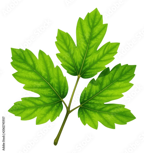 Green Maple Leaf Transparent Background