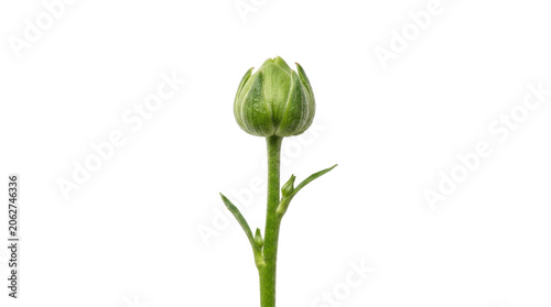 Close-up of a green flower bud on a stem with leaves on a white background