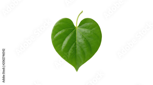 A vibrant green heart-shaped leaf with a small stem on a white background