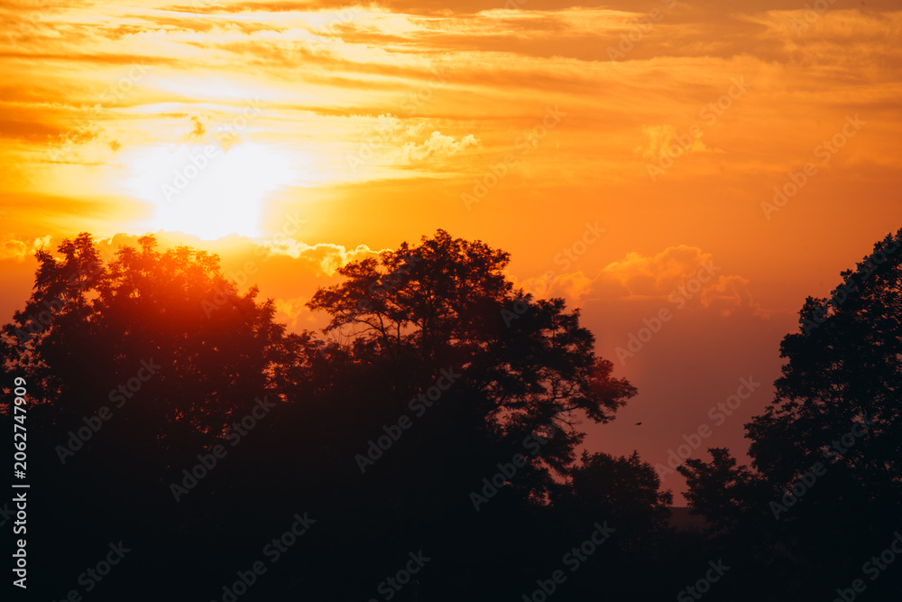 Fototapeta premium Golden hour sun setting behind silhouetted trees