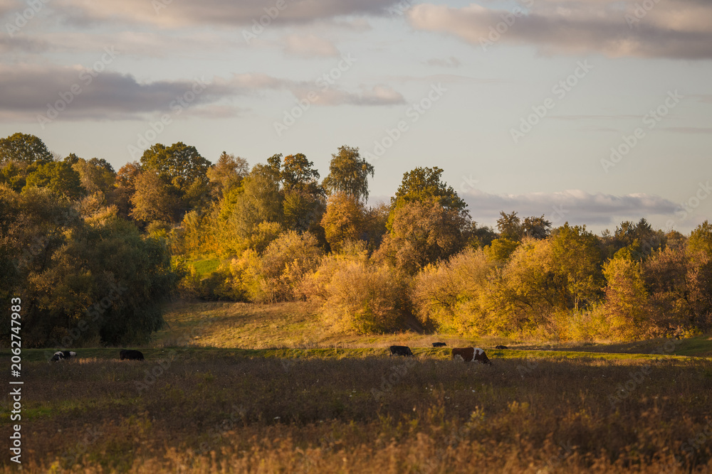 Fototapeta premium Cows grazing in rural autumn landscape pasture