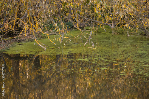 Fotografía Willow tree branches reflecting in duckweed covered water