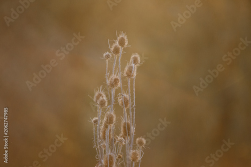 Fotografie Dried thistles standing against warm natural background