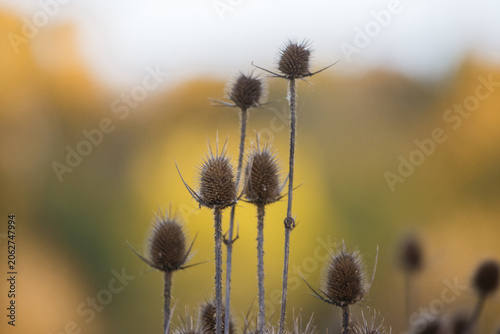 Obraz na plátne Dried teasel plants standing in autumn field
