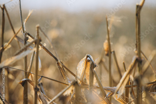 Foto Dry corn stalks catching warm sunlight in field